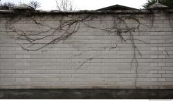 Wall Bricks Overgrown